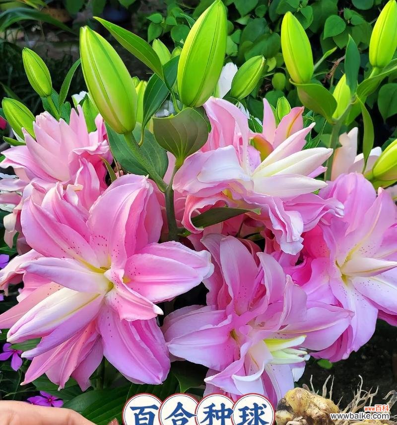 粉百合代表的花语含义是什么？