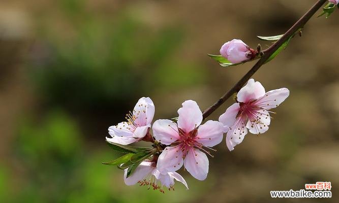 揭示桃花花语的深意,让爱与幸福缠绵绽放 桃花花语