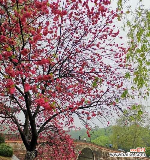 揭示桃花花语的深意,让爱与幸福缠绵绽放 桃花花语