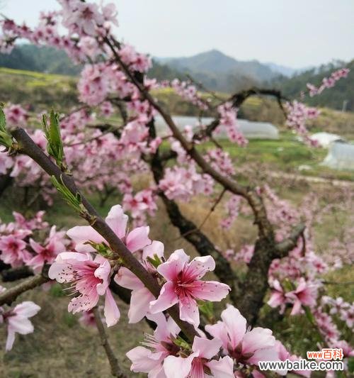 探索桃花文化的深层意义 桃花的寓意与象征