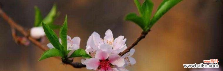 探索桃花文化的深层意义 桃花的寓意与象征