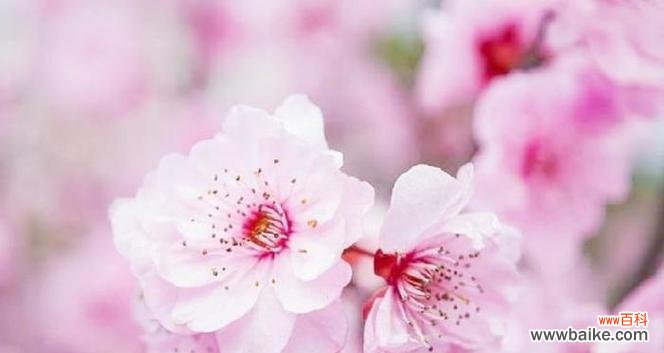 探索桃花文化的深层意义 桃花的寓意与象征