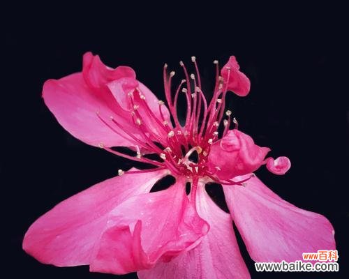 桃花的象征和传说 桃花的花语与意义