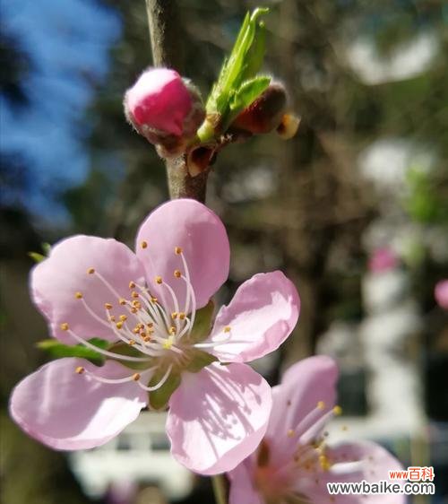 桃花的象征和传说 桃花的花语与意义