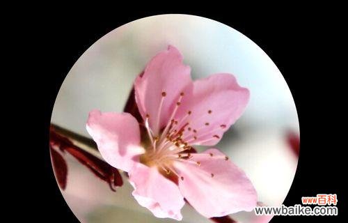 桃花的象征和传说 桃花的花语与意义