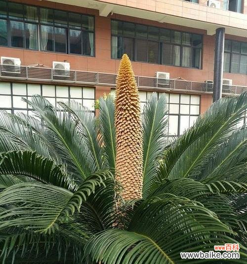 探寻铁树的神奇力量和生命的坚韧 铁树的寓意与象征意义