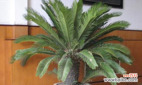 探寻铁树的神奇力量和生命的坚韧 铁树的寓意与象征意义