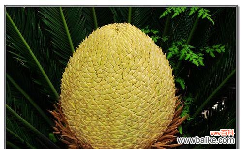 铁树的花语和象征意义，让我们看到生命的力量 铁树花语