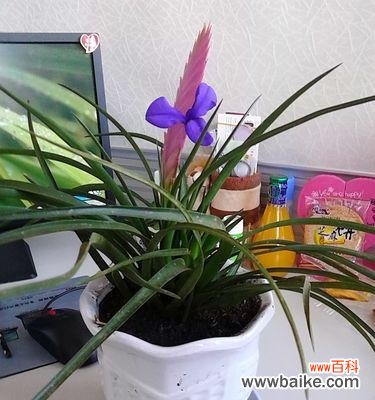 探索铁兰花的深意,感悟人生的秘密 铁兰花语