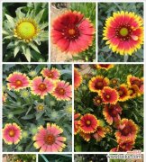 探索天人菊花语的深意与魅力 用天人菊花语诠释美丽与坚强