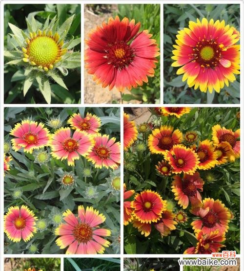 探索天人菊花语的深意与魅力 用天人菊花语诠释美丽与坚强