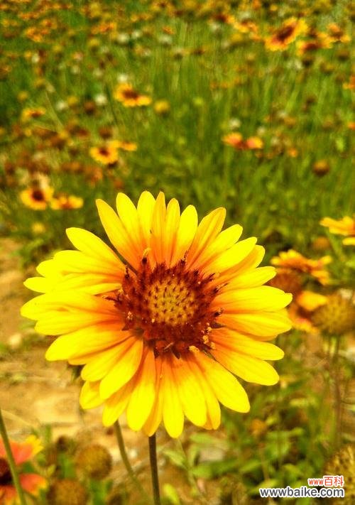 揭示天人菊的花语之谜 天人菊的花语