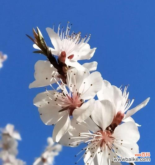 探寻桃花背后的浪漫与祝福 桃花花语的意义与传承