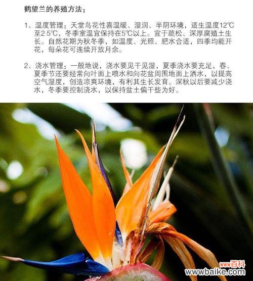 追寻自由的关键——解读天堂鸟的美与哲思 天堂鸟