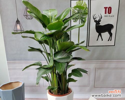 追寻自由的关键——解读天堂鸟的美与哲思 天堂鸟