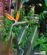 追寻自由的关键——解读天堂鸟的美与哲思 天堂鸟