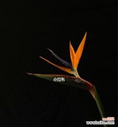 探索天堂鸟花语的深层含义 天堂鸟花语-寓意美丽与自由