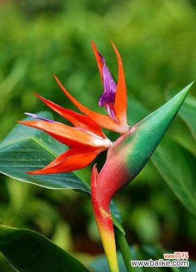 探寻天堂鸟花语的神秘力量，揭开古老传说的神秘面纱 天堂鸟花语与传说