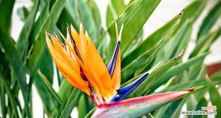 探寻天堂鸟花语的神秘力量，揭开古老传说的神秘面纱 天堂鸟花语与传说