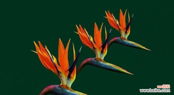 探寻天堂鸟花语的神秘力量，揭开古老传说的神秘面纱 天堂鸟花语与传说