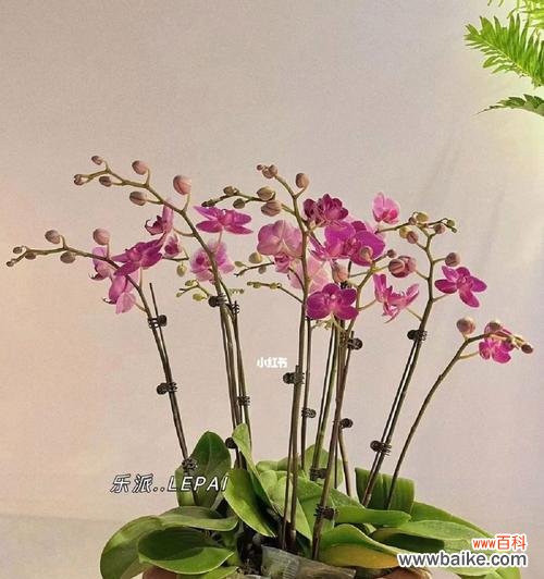 蝴蝶兰的美丽与神秘 蝴蝶兰的花语与寓意