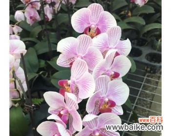 蝴蝶兰的美丽与神秘 蝴蝶兰的花语与寓意