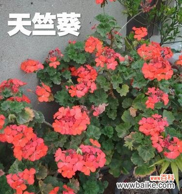 探秘天竺葵的文化背景与象征意义 天竺葵花语及来历