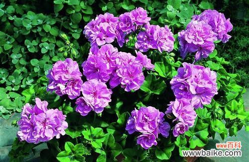 揭秘天竺葵花语的深刻内涵与象征意义 探寻天竺葵的花语之美