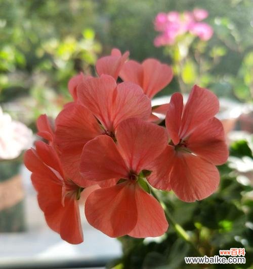 揭秘天竺葵花语的深刻内涵与象征意义 探寻天竺葵的花语之美