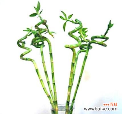 竹子——坚韧不拔的力量之源 竹子的象征意义及其在文化中的重要性