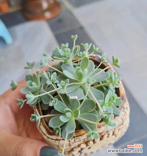 花语传情 以子持莲华，传递纯洁之美