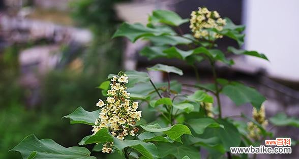 梓树 梓树——坚韧与希望的象征