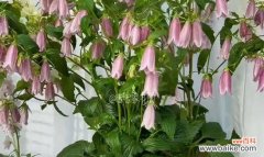 揭开紫斑风铃草的神秘语言 紫斑风铃草花语之美