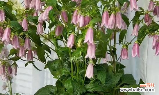 揭开紫斑风铃草的神秘语言 紫斑风铃草花语之美