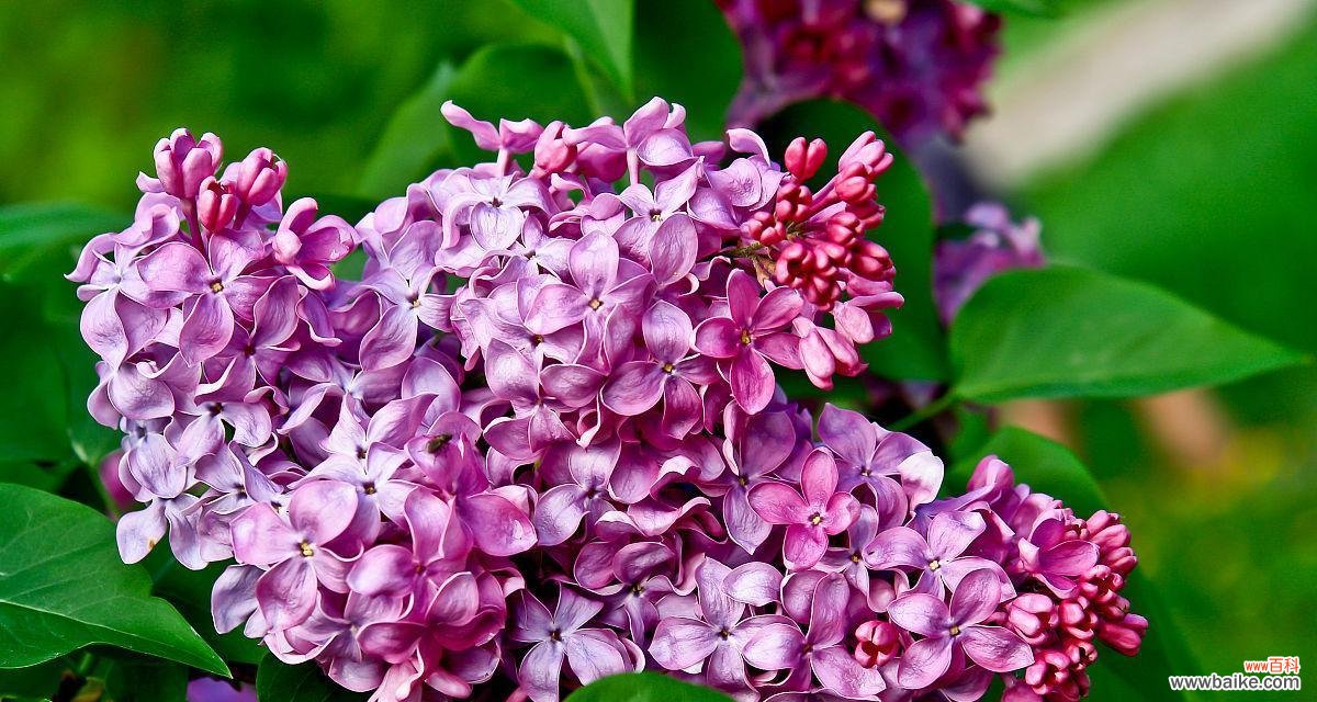 花开如约 紫丁香的花语