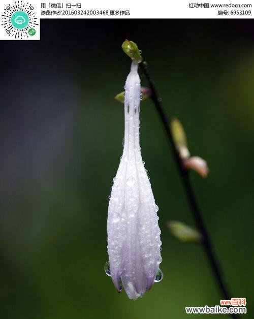 揭秘紫萼的寓意与象征 紫萼的花语与文化背景
