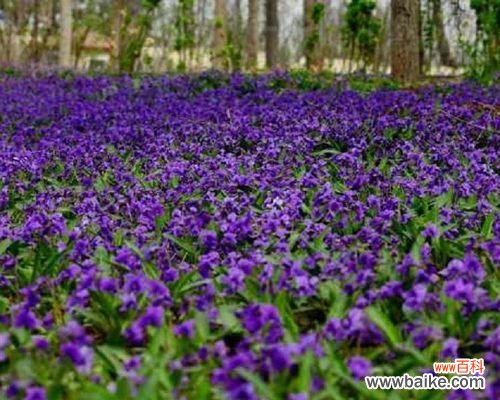 探索紫花地丁的花语寓意及其神奇魅力 紫花地丁花语