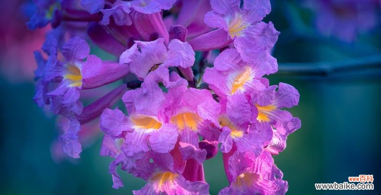 探索紫花风铃木的隐藏花语 紫花风铃木的花语和寓意