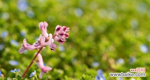 揭秘紫堇花的秘密及其传说 紫堇的花语与传说