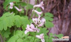 解读紫堇花的花语与寓意 紫堇花——秘密的花园之语