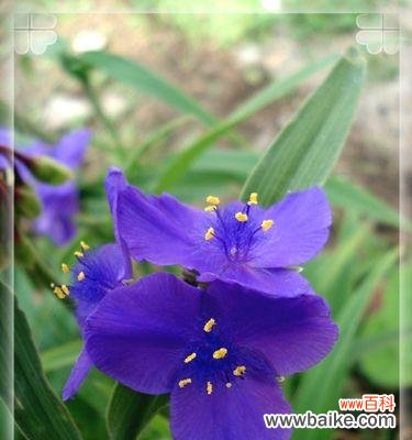 探寻紫露草花语的深层含义 紫露草的花语——力量与坚韧