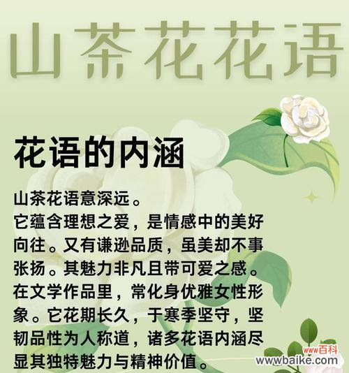 山茶花语的正确拼音是什么?山茶花语代表什么?