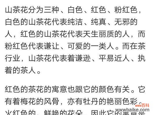 山茶花语的正确拼音是什么?山茶花语代表什么?