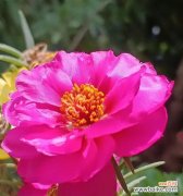 希望的花语是什么花？哪种花象征希望？