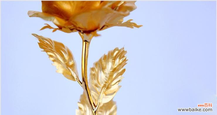 金玫瑰花语手链代表什么？手链的寓意有哪些？