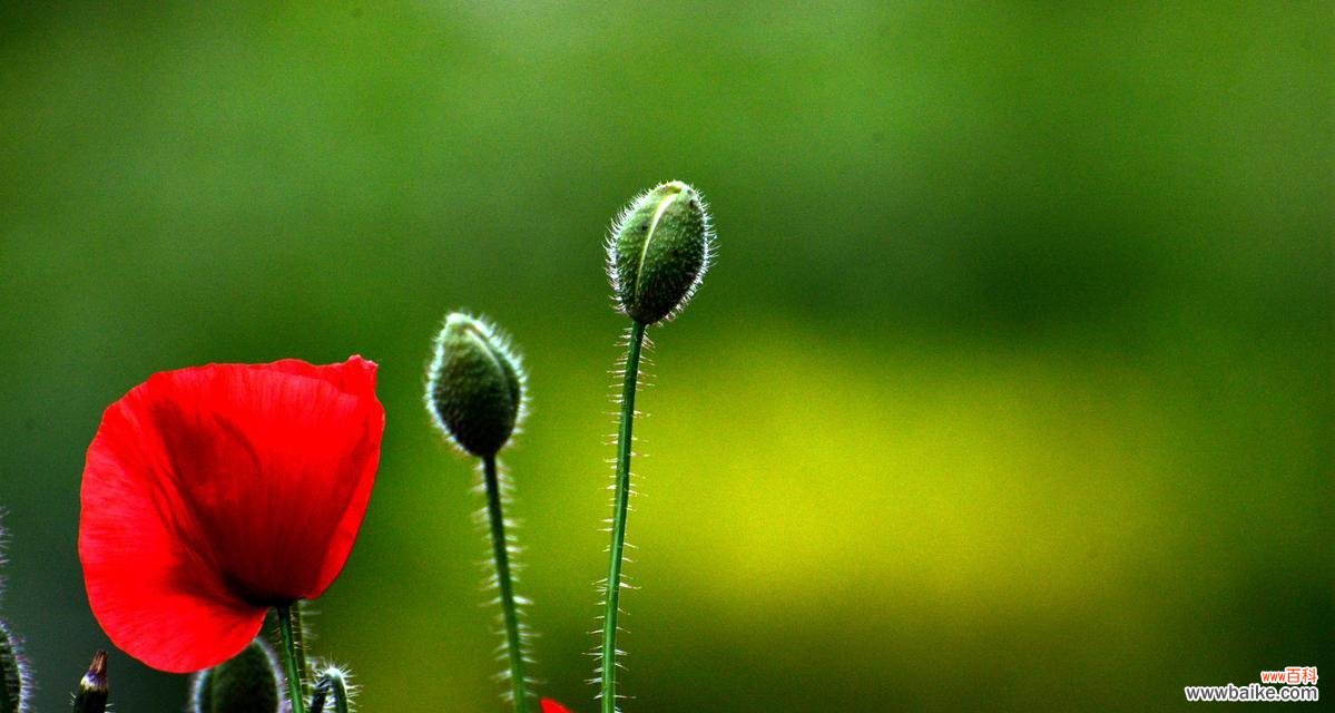 离别的开心花语有何深意？它表达的是什么情感？