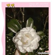 离别的开心花语有何深意？它表达的是什么情感？