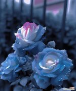 跨年送花哪种花语好听又简单？有何推荐？