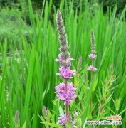 孤独的死去是什么花语和寓意？花语中如何表达孤独？