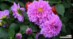 紫色大烟的花语和寓意有何深意？